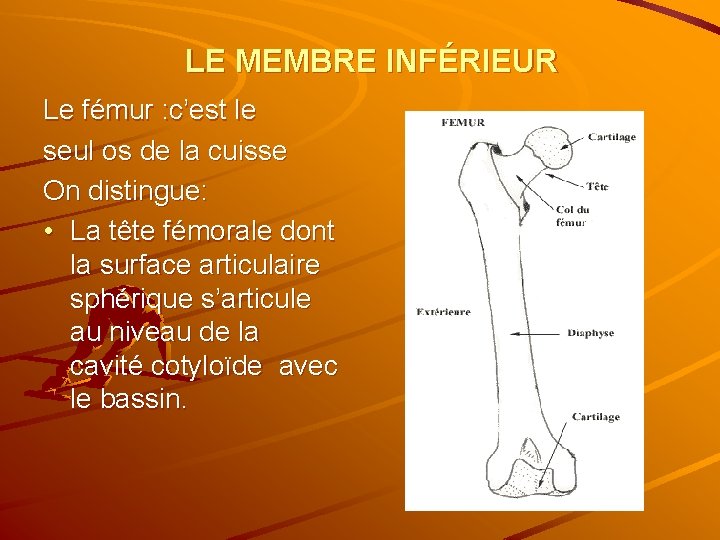 LE MEMBRE INFÉRIEUR Le fémur : c’est le seul os de la cuisse On