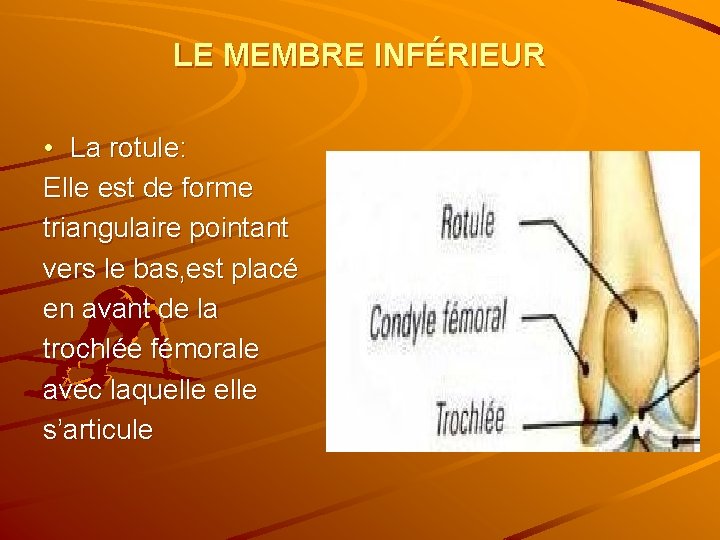 LE MEMBRE INFÉRIEUR • La rotule: Elle est de forme triangulaire pointant vers le