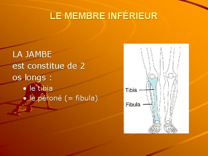 LE MEMBRE INFÉRIEUR LA JAMBE est constitue de 2 os longs : • le