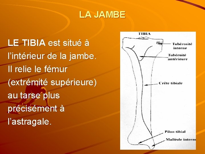 LA JAMBE LE TIBIA est situé à l’intérieur de la jambe. Il relie le