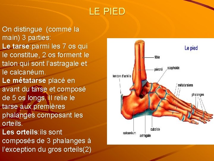 LE PIED On distingue (comme la main) 3 parties: Le tarse: parmi les 7