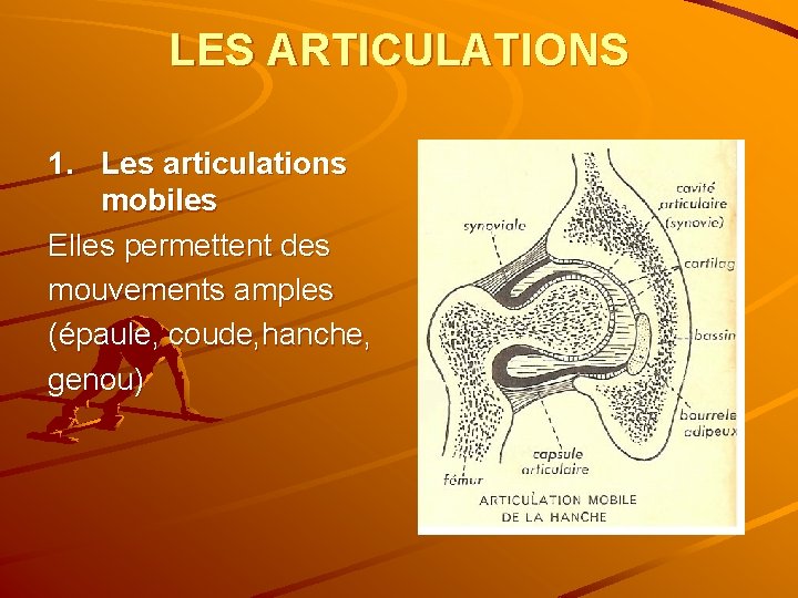 LES ARTICULATIONS 1. Les articulations mobiles Elles permettent des mouvements amples (épaule, coude, hanche,