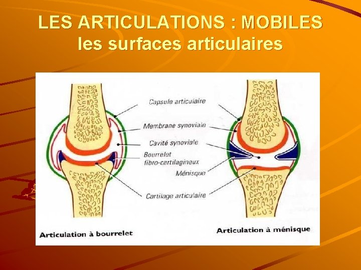 LES ARTICULATIONS : MOBILES les surfaces articulaires 