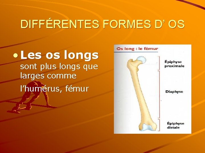 DIFFÉRENTES FORMES D’ OS • Les os longs sont plus longs que larges comme
