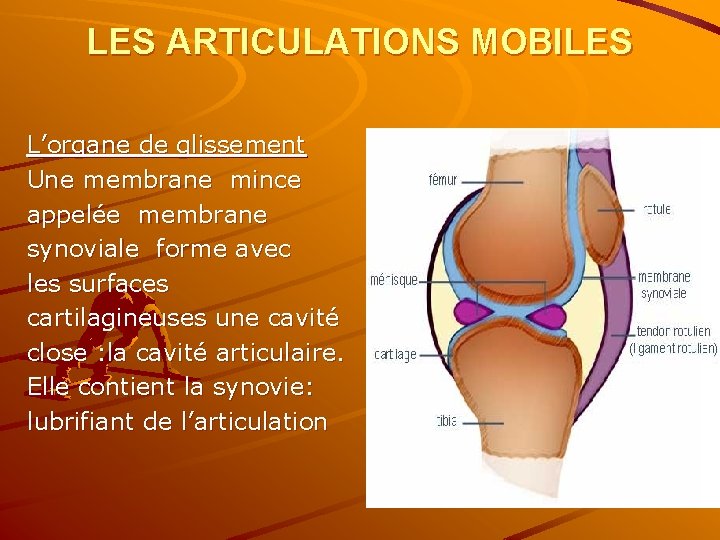 LES ARTICULATIONS MOBILES L’organe de glissement Une membrane mince appelée membrane synoviale forme avec