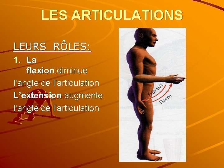 LES ARTICULATIONS LEURS RÔLES: 1. La flexion: diminue l’angle de l’articulation L’extension: augmente l’angle