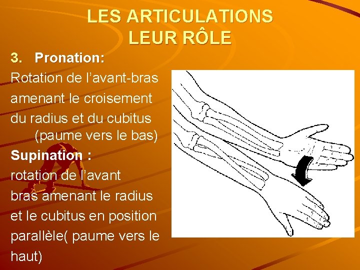 LES ARTICULATIONS LEUR RÔLE 3. Pronation: Rotation de l’avant-bras amenant le croisement du radius