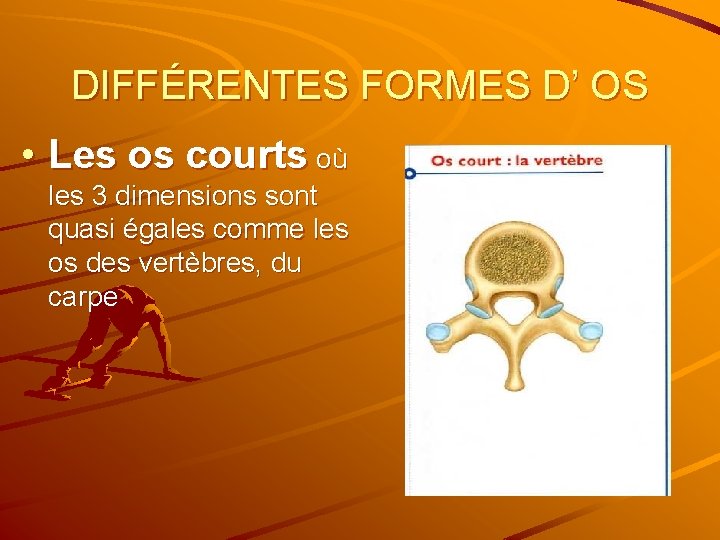 DIFFÉRENTES FORMES D’ OS • Les os courts où les 3 dimensions sont quasi