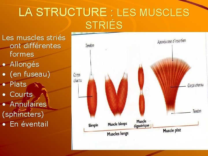 LA STRUCTURE : LES MUSCLES STRIÉS Les muscles striés ont différentes formes • Allongés