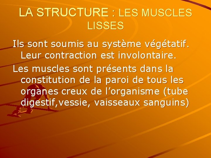 LA STRUCTURE : LES MUSCLES LISSES Ils sont soumis au système végétatif. Leur contraction