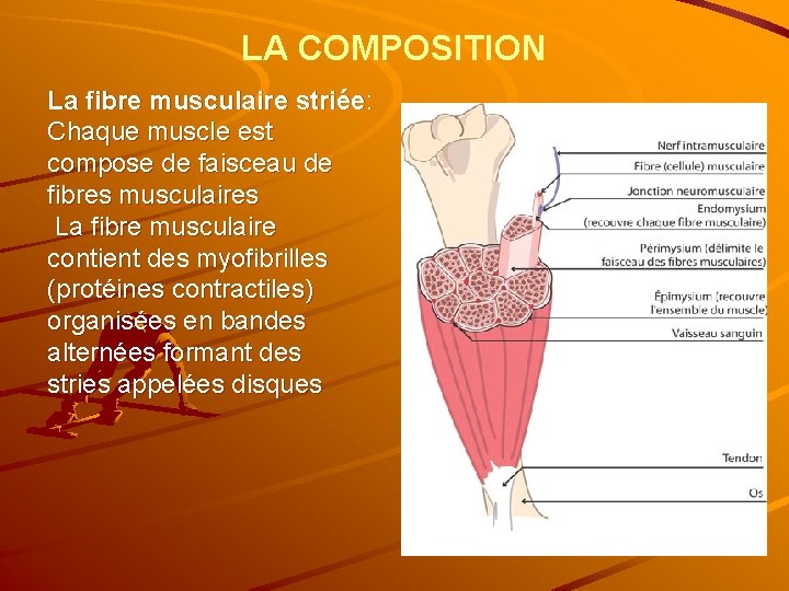 LA COMPOSITION La fibre musculaire striée: Chaque muscle est compose de faisceau de fibres