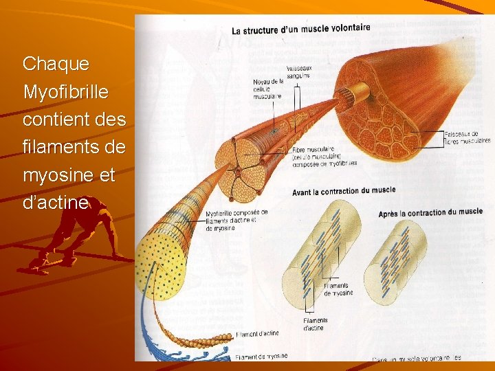 Chaque Myofibrille contient des filaments de myosine et d’actine 