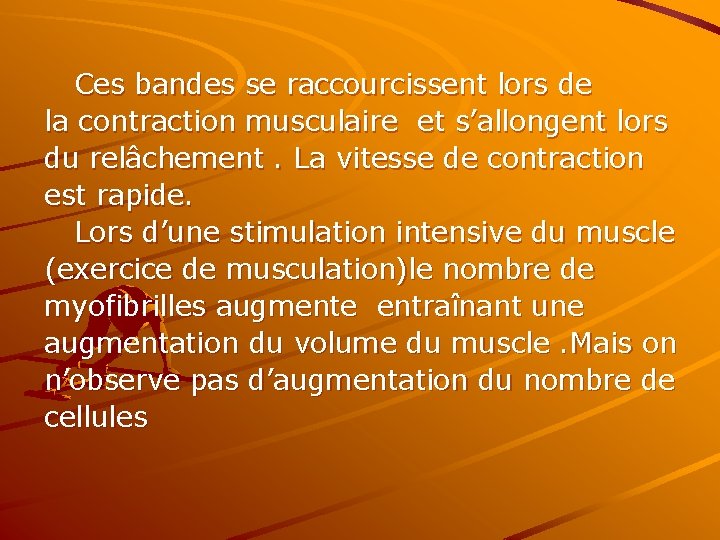 Ces bandes se raccourcissent lors de la contraction musculaire et s’allongent lors du relâchement.