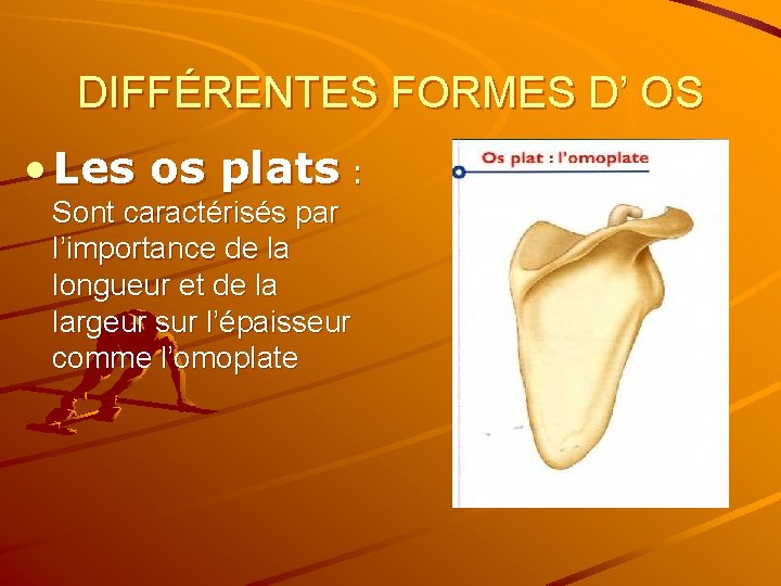 DIFFÉRENTES FORMES D’ OS • Les os plats : Sont caractérisés par l’importance de