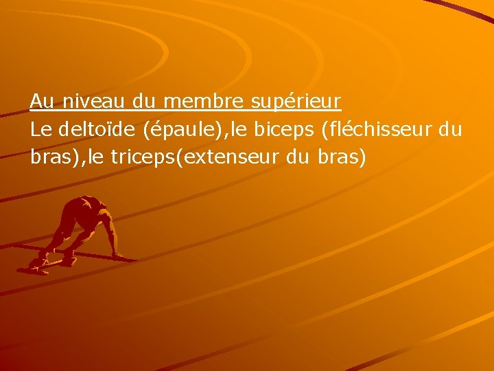 Au niveau du membre supérieur Le deltoïde (épaule), le biceps (fléchisseur du bras), le