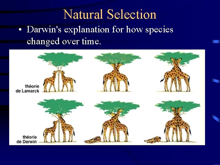 Natural Selection • Darwin's explanation for how species changed over time. 