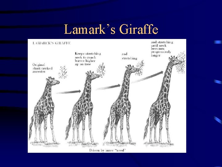 Lamark’s Giraffe 