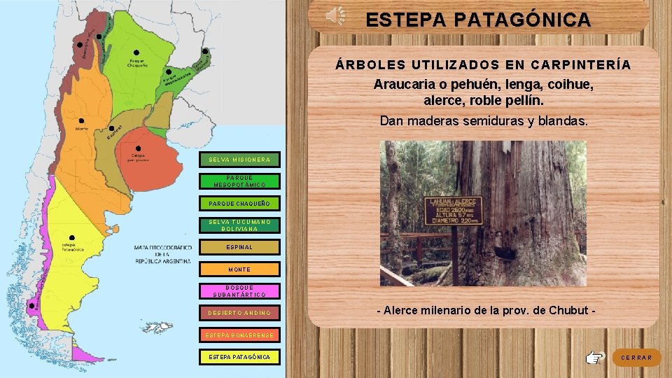 ESTEPA PATAGÓNICA ÁRBOLES UTILIZADOS EN CARPINTERÍA Araucaria o pehuén, lenga, coihue, alerce, roble pellín. ESTEPA PATAGÓNICA ÁRBOLES UTILIZADOS EN CARPINTERÍA Araucaria o pehuén, lenga, coihue, alerce, roble pellín.
