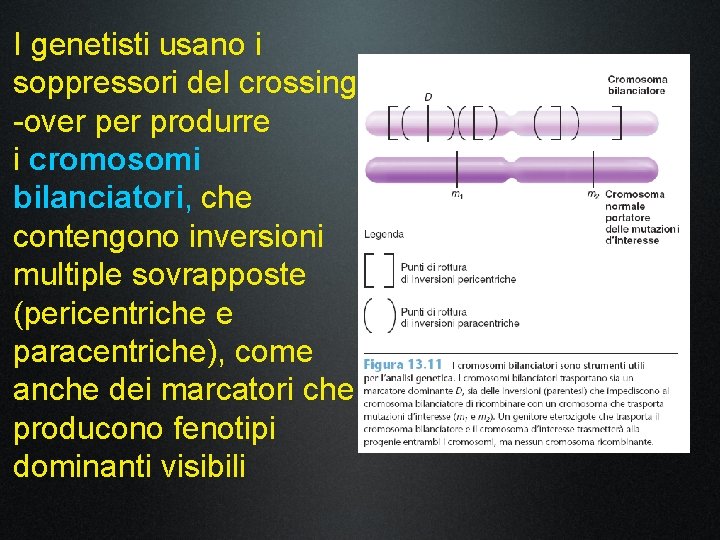 I genetisti usano i soppressori del crossing -over produrre i cromosomi bilanciatori, che contengono