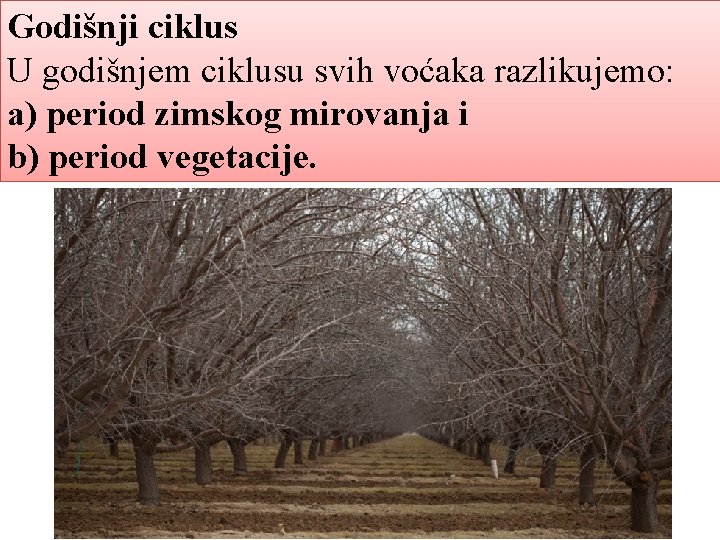 Godišnji ciklus U godišnjem ciklusu svih voćaka razlikujemo: a) period zimskog mirovanja i b)