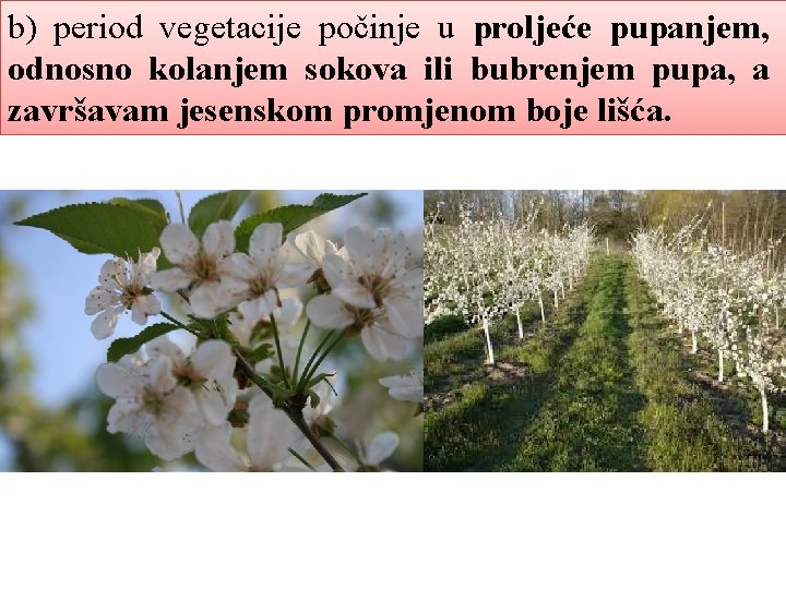 b) period vegetacije počinje u proljeće pupanjem, odnosno kolanjem sokova ili bubrenjem pupa, a
