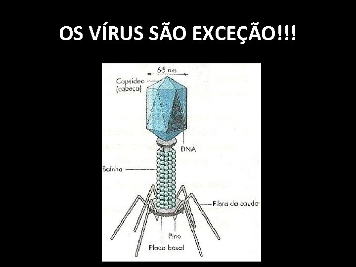 ORGANIZAO DOS SERES VIVOS O QUE UM SER