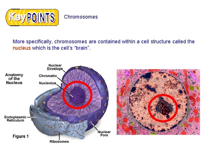 Chromosomes More specifically, chromosomes are contained within a cell structure called the nucleus which