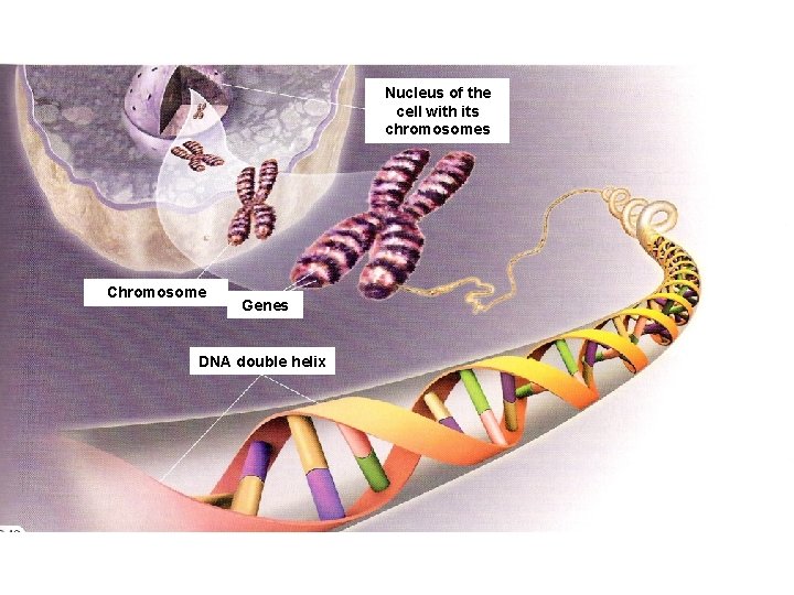 Nucleus of the cell with its chromosomes Chromosome Genes DNA double helix 