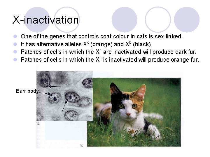 X-inactivation l l One of the genes that controls coat colour in cats is