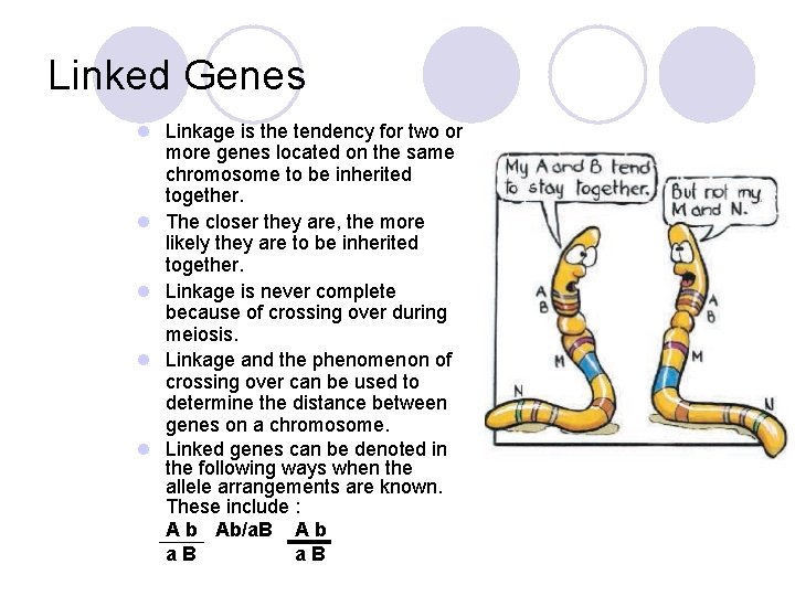 Linked Genes l Linkage is the tendency for two or more genes located on