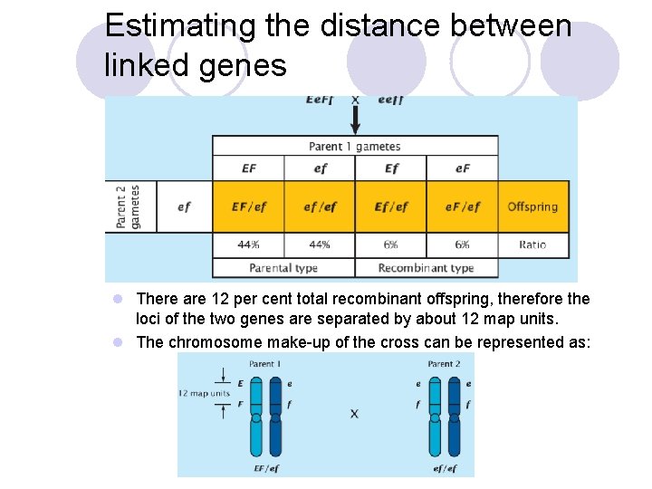Estimating the distance between linked genes l There are 12 per cent total recombinant