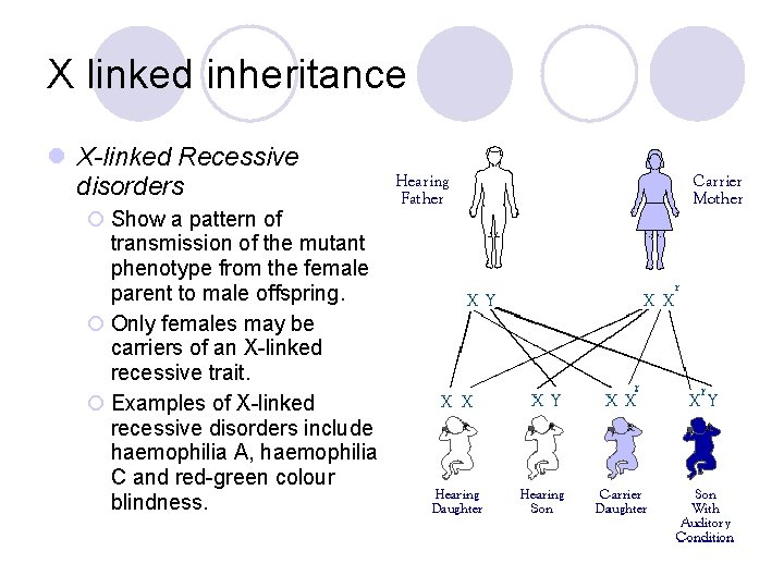 X linked inheritance l X-linked Recessive disorders ¡ Show a pattern of transmission of
