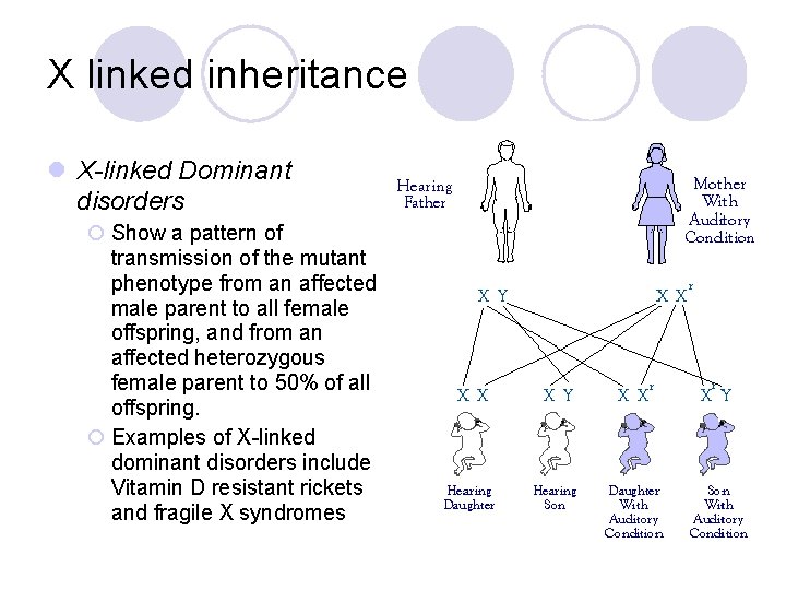 X linked inheritance l X-linked Dominant disorders ¡ Show a pattern of transmission of
