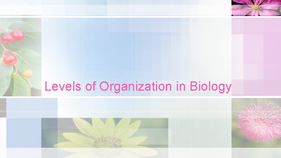 Levels of Organization in Biology 