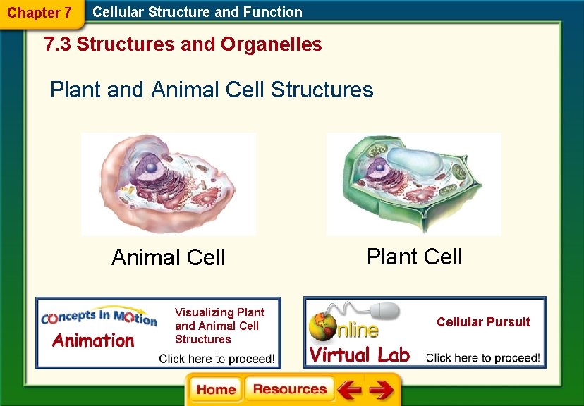 Chapter 7 Cellular Structure and Function 7. 3 Structures and Organelles Plant and Animal