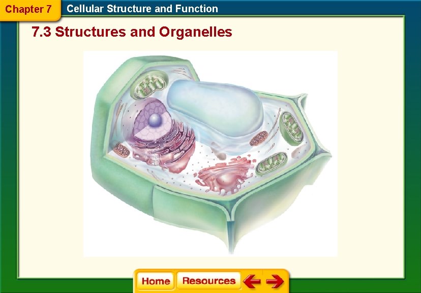 Chapter 7 Cellular Structure and Function 7. 3 Structures and Organelles 