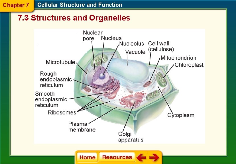 Chapter 7 Cellular Structure and Function 7. 3 Structures and Organelles 