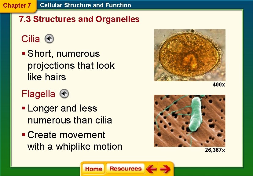Chapter 7 Cellular Structure and Function 7. 3 Structures and Organelles Cilia § Short,