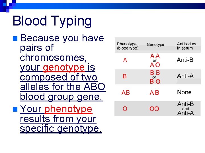 Blood Typing n Because you have pairs of chromosomes, your genotype is composed of