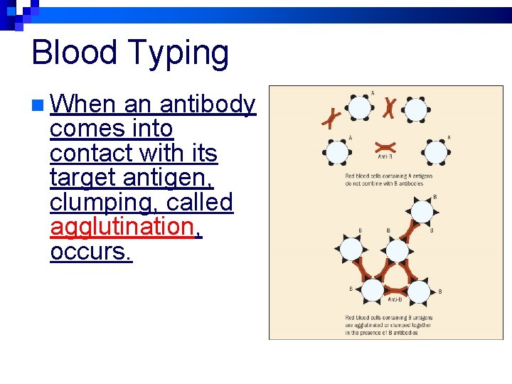 Blood Typing n When an antibody comes into contact with its target antigen, clumping,