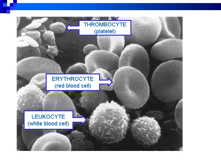 THROMBOCYTE (platelet) ERYTHROCYTE (red blood cell) LEUKOCYTE (white blood cell) 