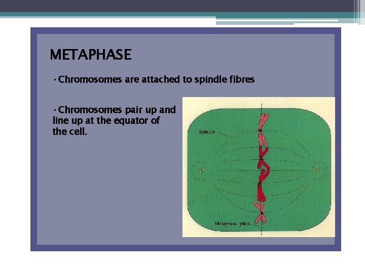 METAPHASE • Chromosomes are attached to spindle fibres • Chromosomes pair up and line