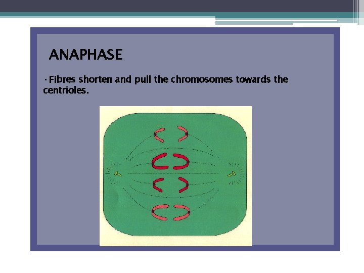 ANAPHASE • Fibres shorten and pull the chromosomes towards the centrioles. 