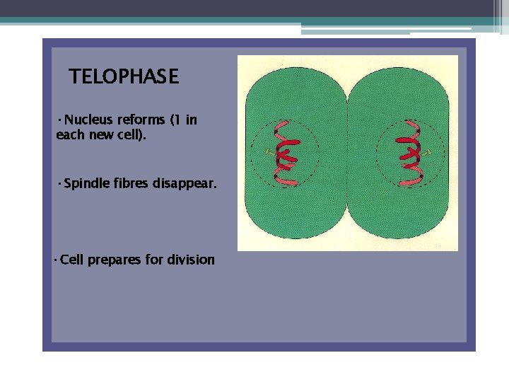 TELOPHASE • Nucleus reforms (1 in each new cell). • Spindle fibres disappear. •