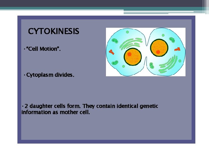 CYTOKINESIS • “Cell Motion”. • Cytoplasm divides. • 2 daughter cells form. They contain