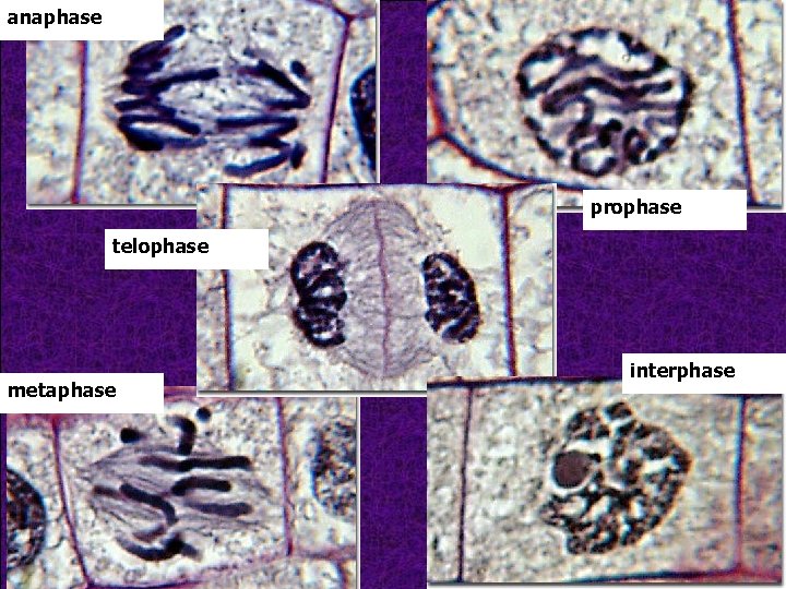 anaphase prophase telophase metaphase interphase 