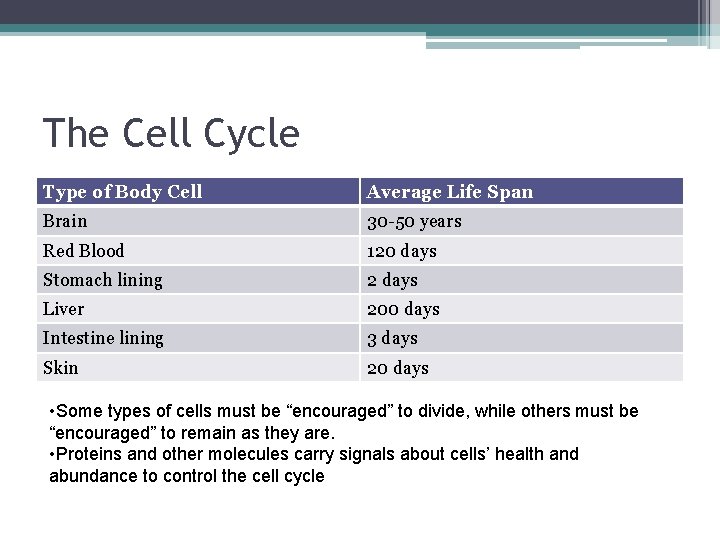 The Cell Cycle Type of Body Cell Average Life Span Brain 30 -50 years