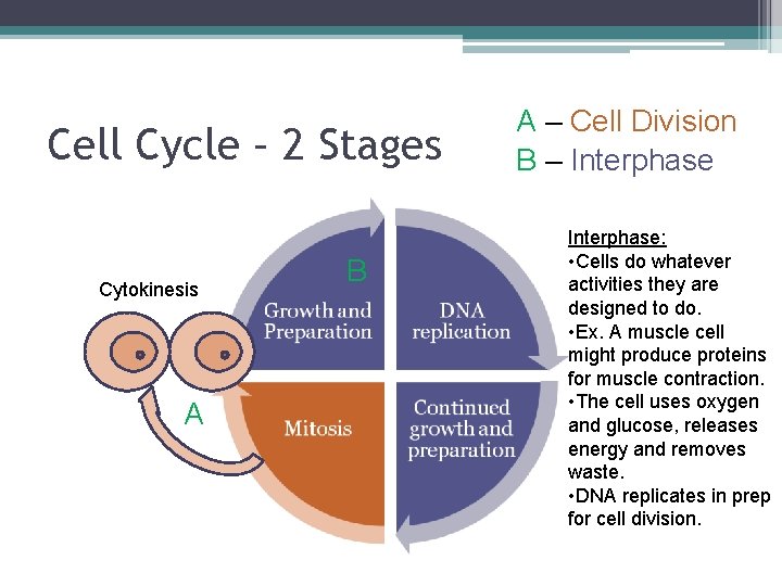 Cell Cycle – 2 Stages Cytokinesis A B A – Cell Division B –