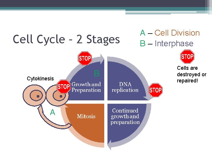 Cell Cycle – 2 Stages Cytokinesis A B A – Cell Division B –