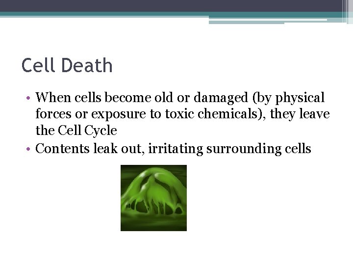 Cell Death • When cells become old or damaged (by physical forces or exposure